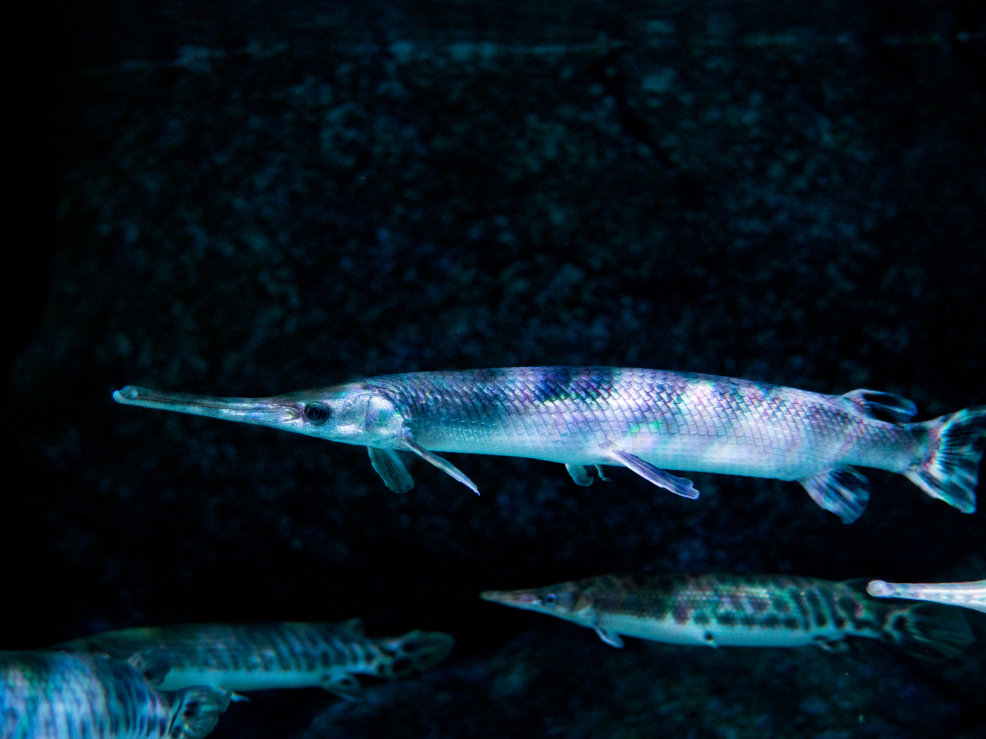 Alligator gar