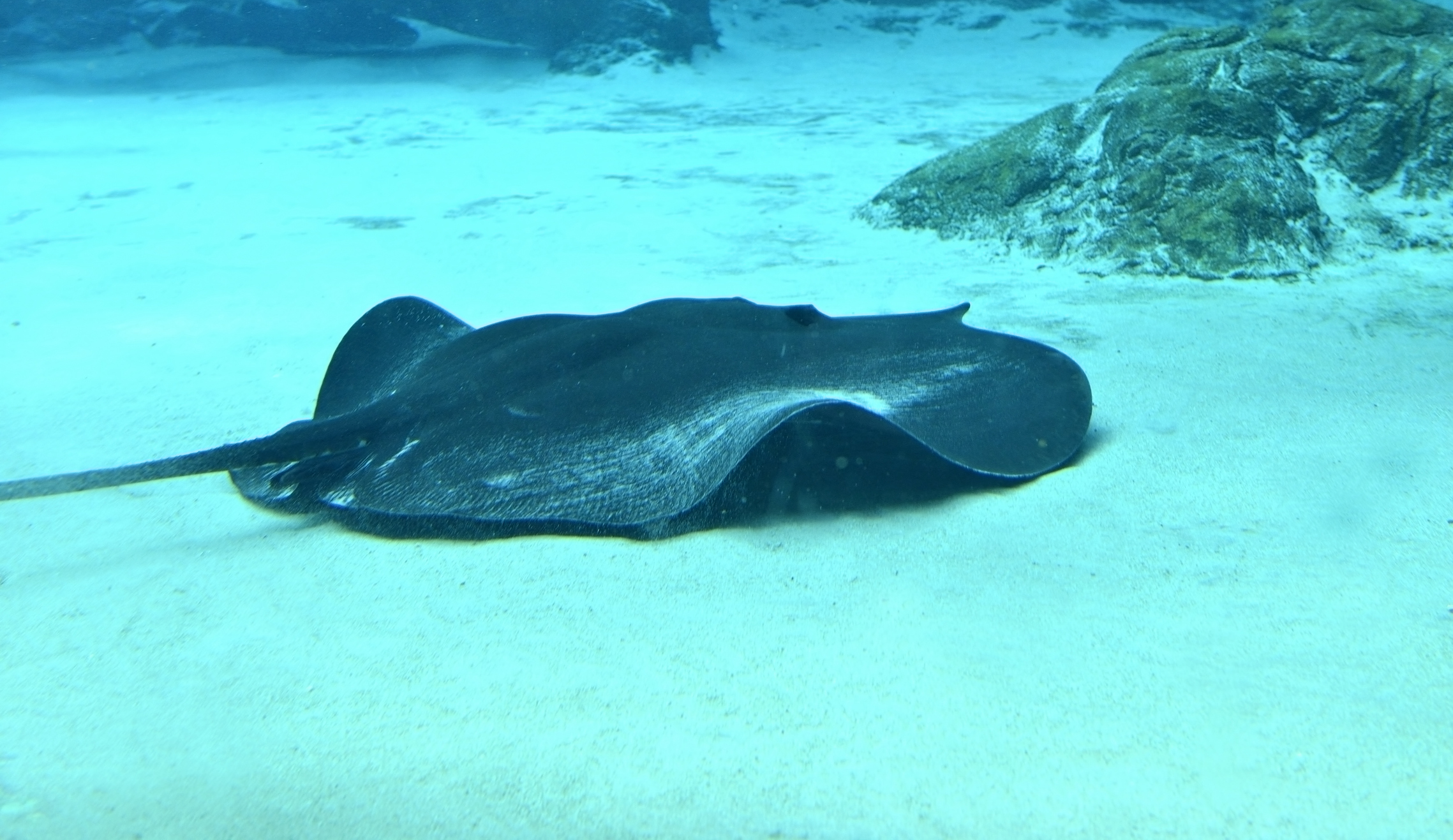 Close up of mekong river giant freshwater stingray