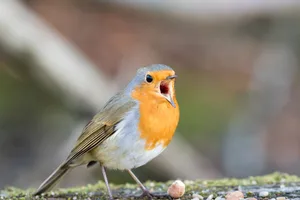 Do birds have teeth? Do birds have teeth?