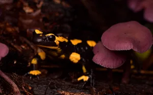 Fire salamander in Kruppwald in Germany where there is an outbreak of Bsal (this individual is healthy). © Miguel Vences Fire salamander in Kruppwald in Germany where there is an outbreak of Bsal (this individual is healthy).