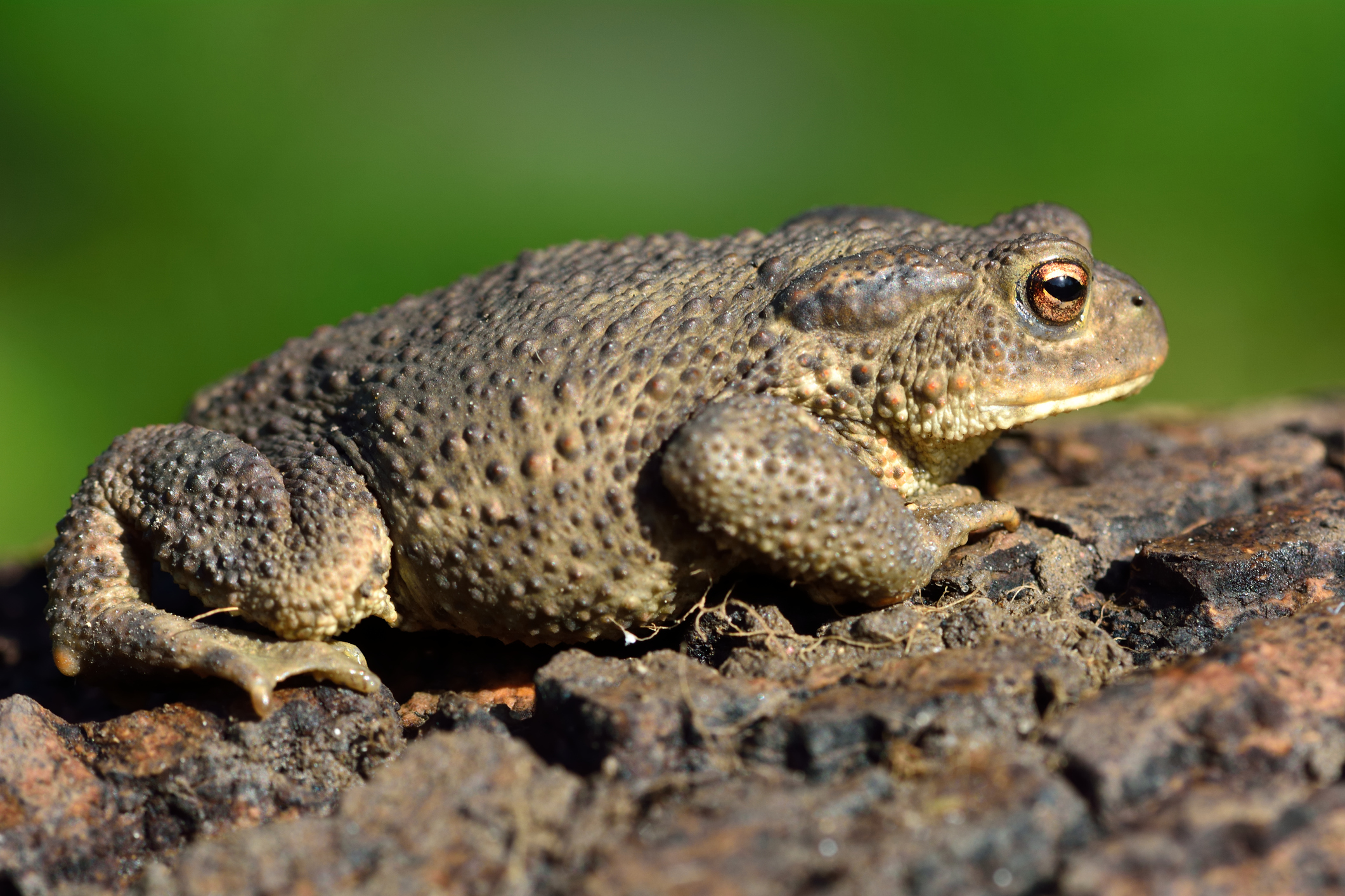 Common toad