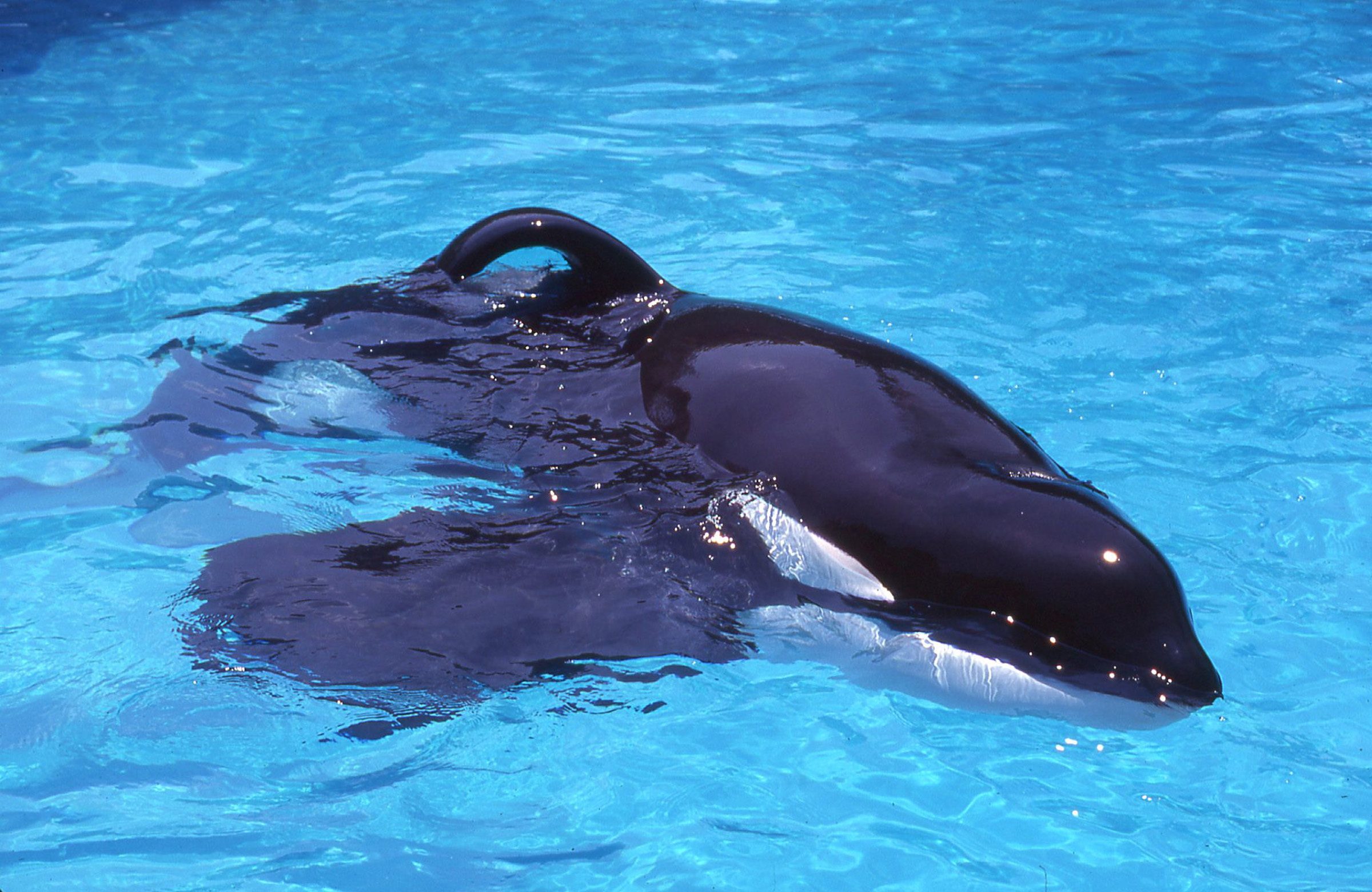 The captive orca, Keiko, who played Willy in the movie Free Willy