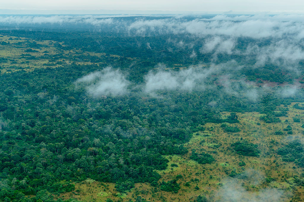 Aerial view of forest