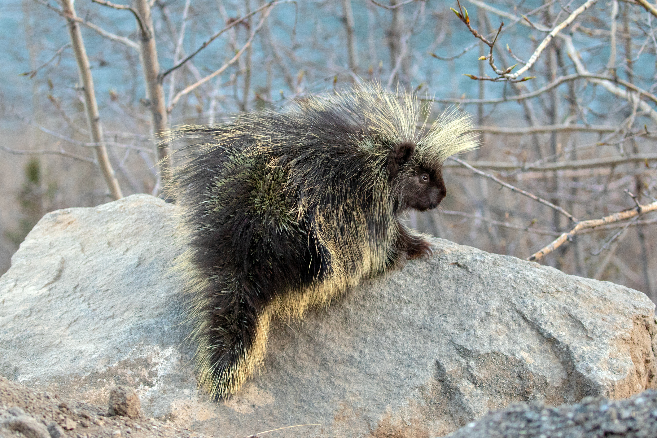 Porcupine on rock near Matanuska River close to Wasilla Alaska United States
