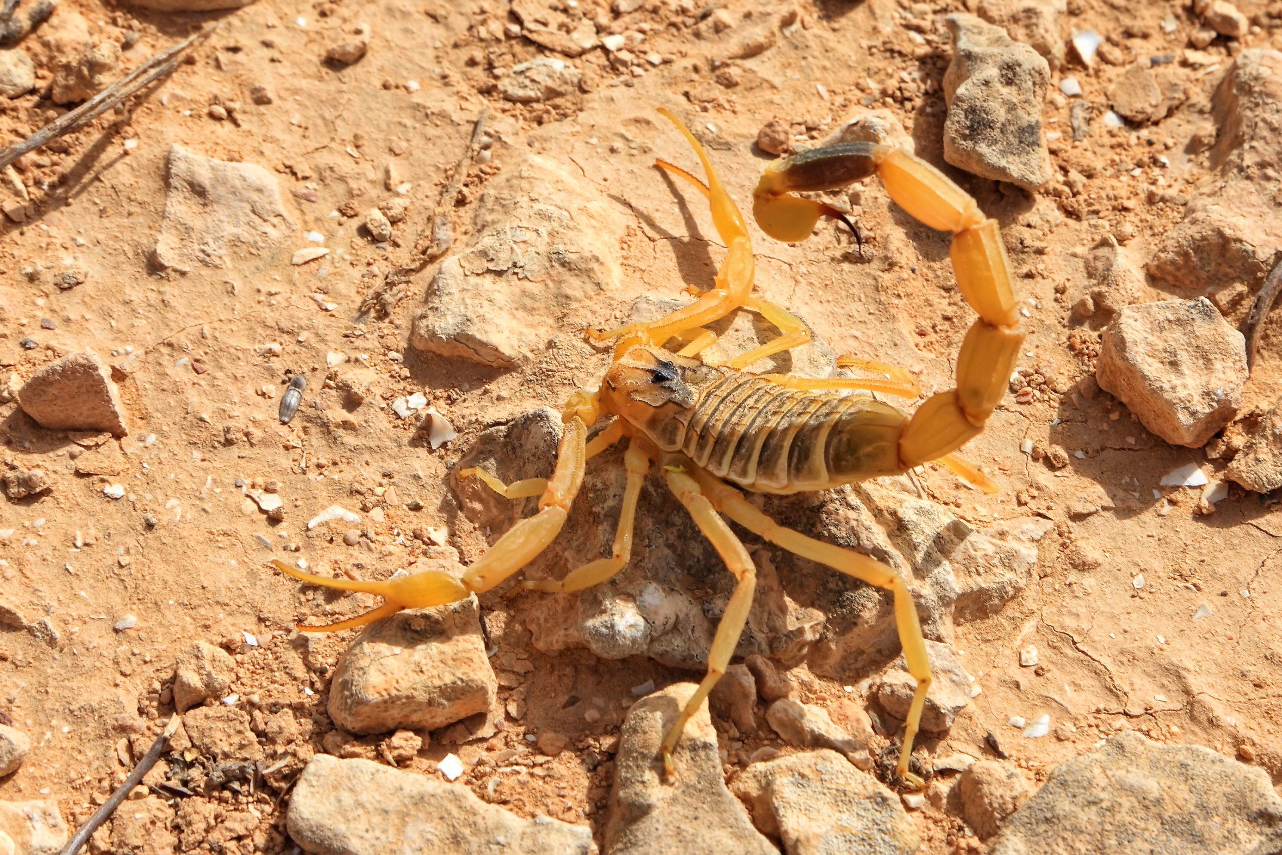 Palestine yellow scorpion or Deathstalker, Leiurus quinquestriatus on sand stone of stony Negev desert. Israel