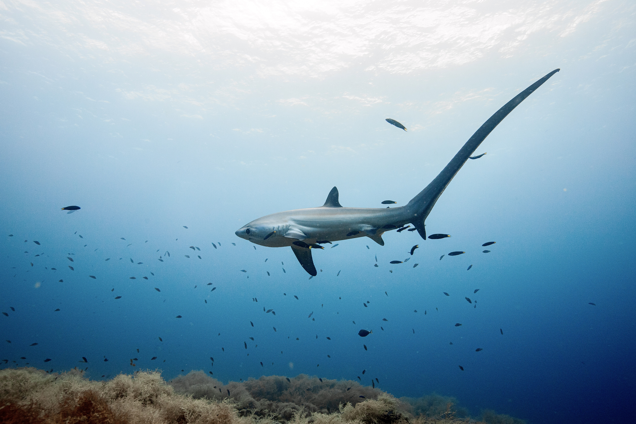 Thresher shark in water