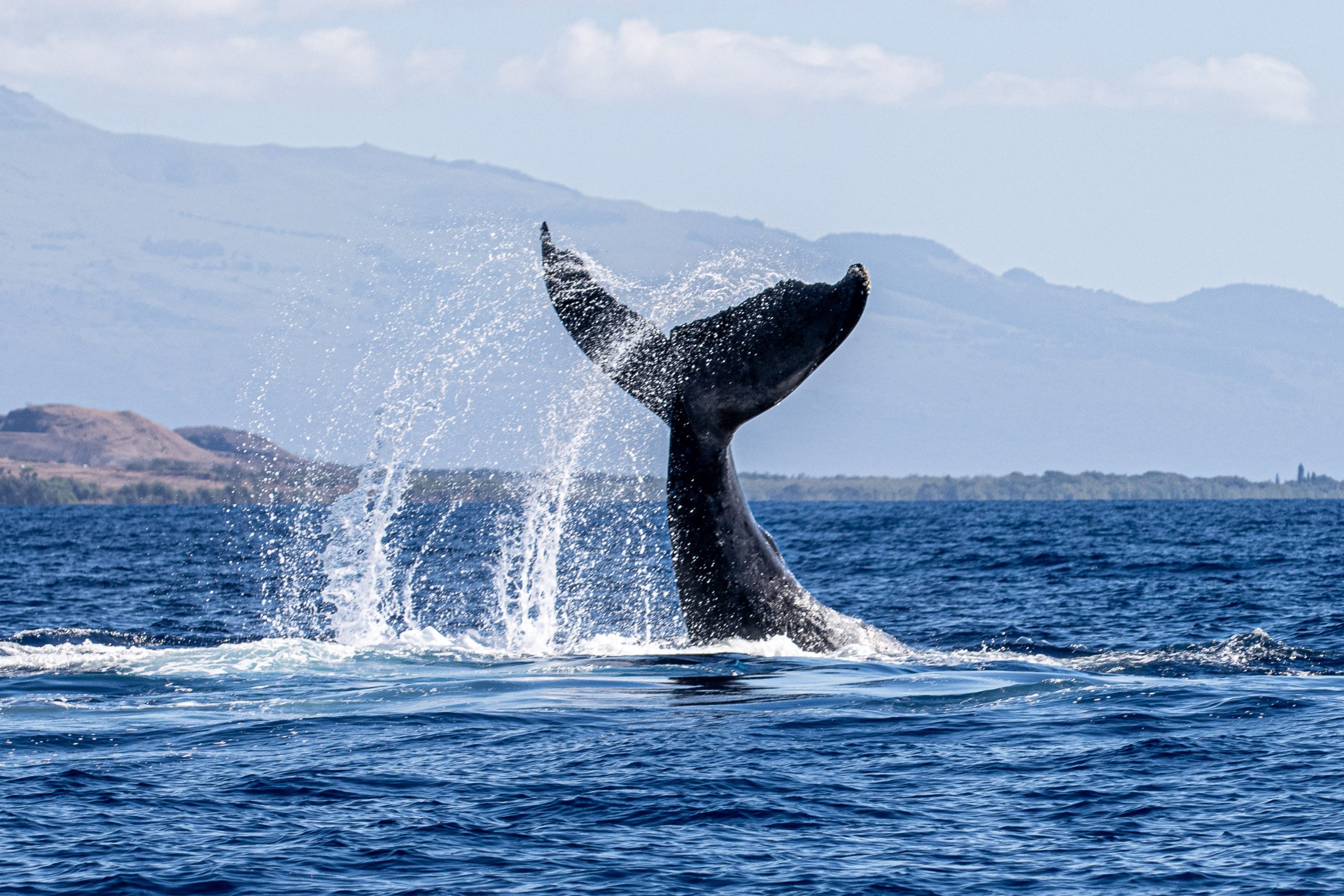 The photo captures the majestic tail (fluke) of a humpback whale rising gracefully above the ocean's surface off the coast of Maui, Hawaii
