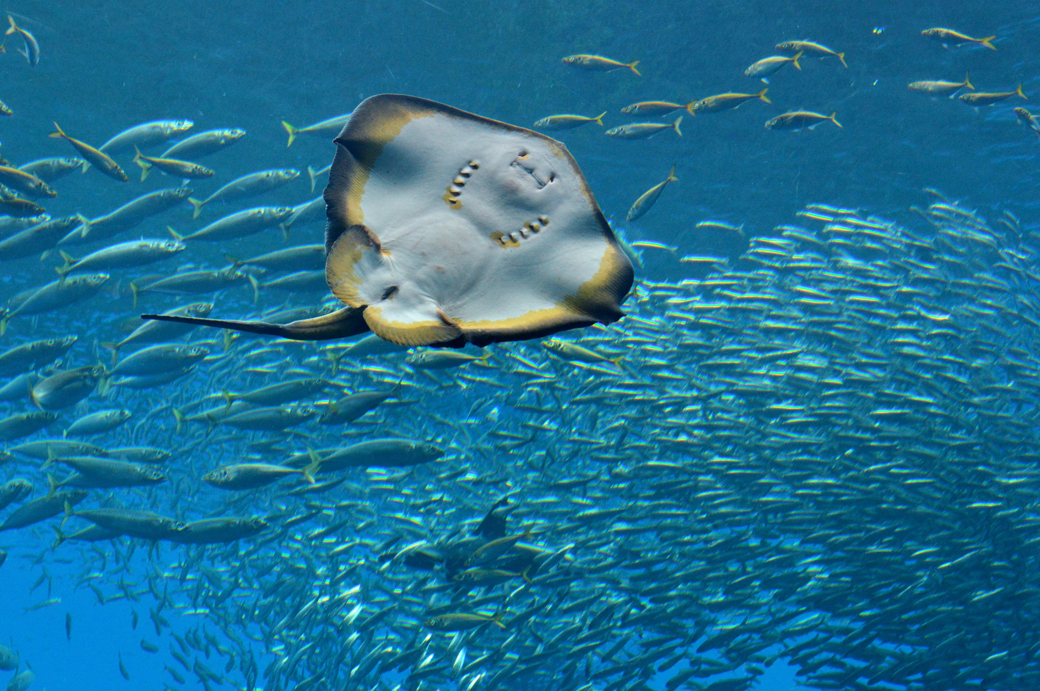 Short-tailed stingray in water