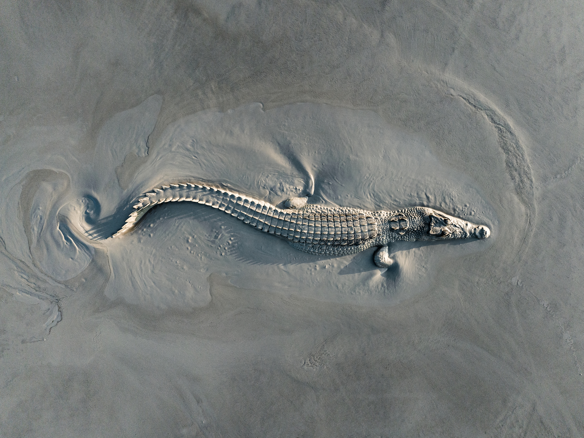 Drone shot looking down on a saltwater crocodile crawling across a mud flat, Northern Territory, Australia