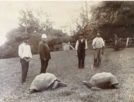 Jonathan the tortoise arrived in Saint Helena