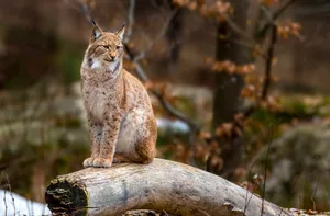 Why do cats purr A lynx purring