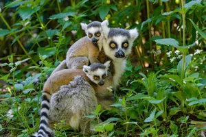 A ring-tailed lemur family. Photographed in captivity. © Mathias Appel A ring-tailed lemur family. Photographed in captivity. © Mathias Appel