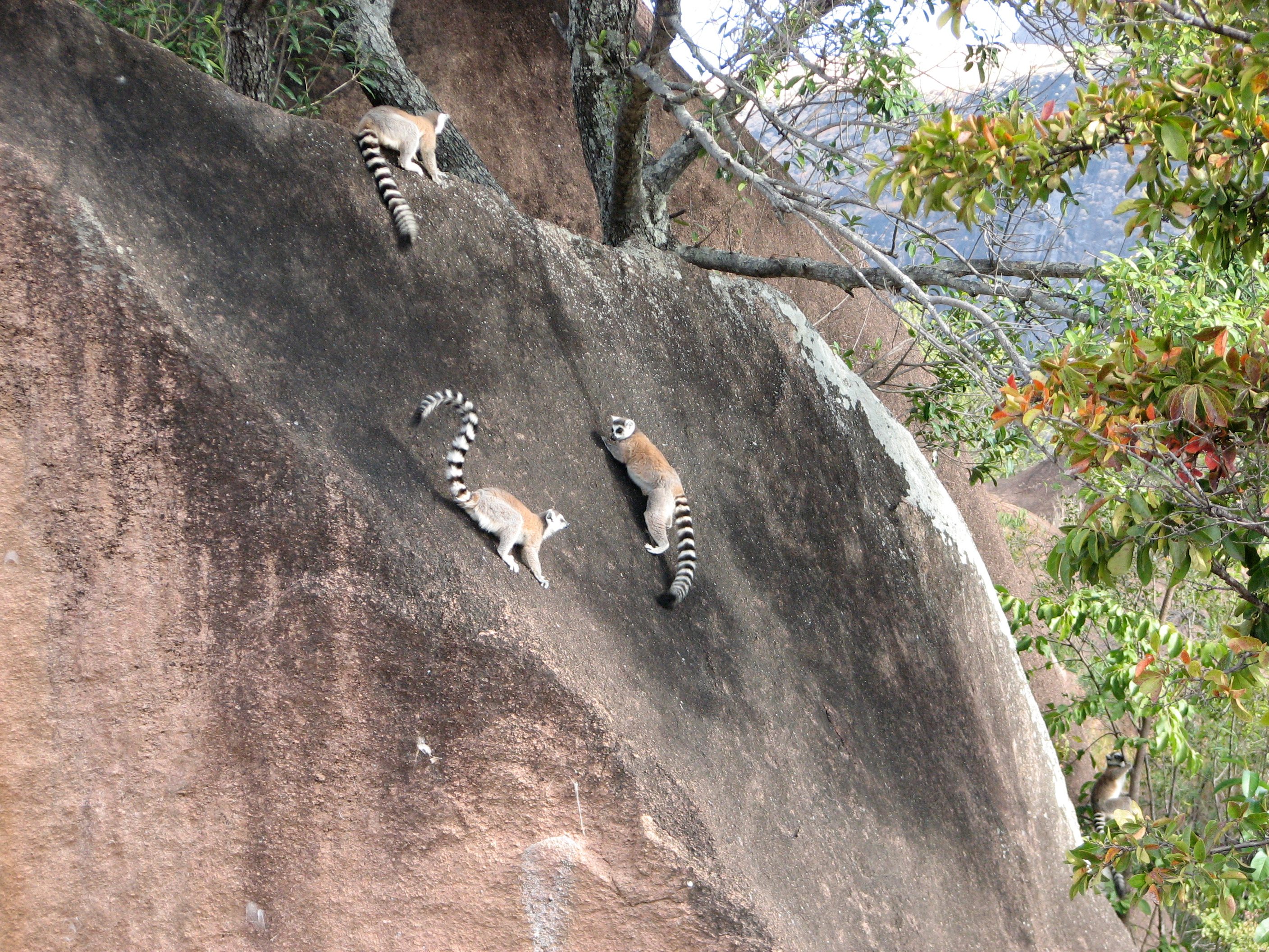 Rocky outcrop forest. © Dr. Lisa Gould