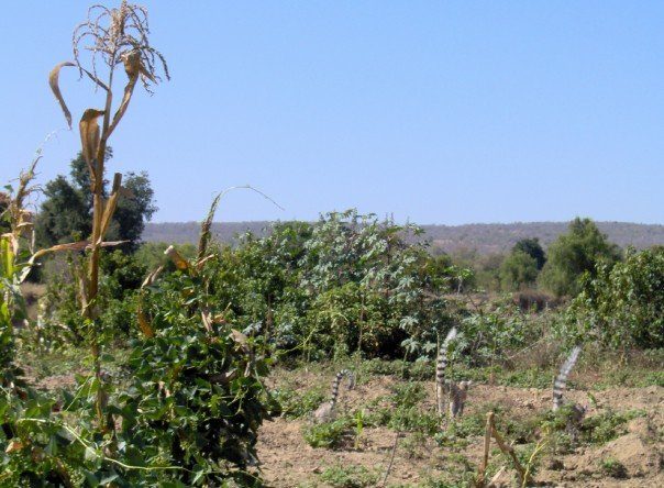 Anthropogenic habitat (crop field). © Dr. Marni LaFleur