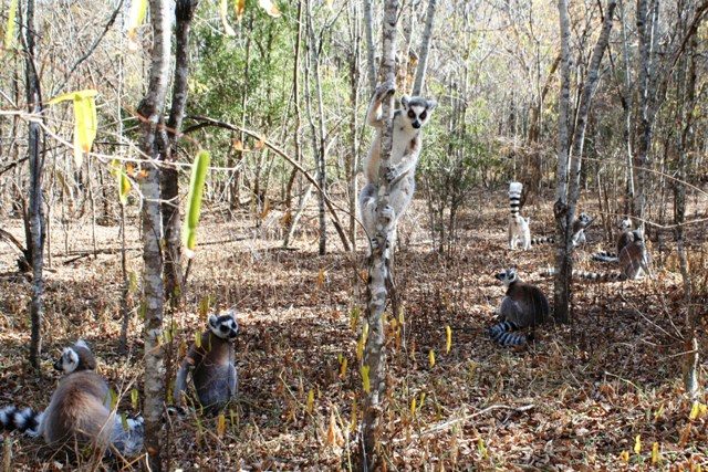 Gallery forest. © Dr. Marni LaFleur
