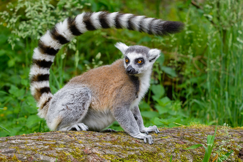 An adult ring-tailed lemur displays its tail. © Mathias Appel An adult ring-tailed lemur displays its tail. © Mathias Appel