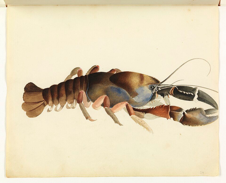 watercolour on paper sketch of freshwater crawfish