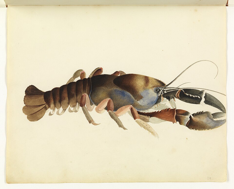 watercolour on paper sketch of freshwater crawfish