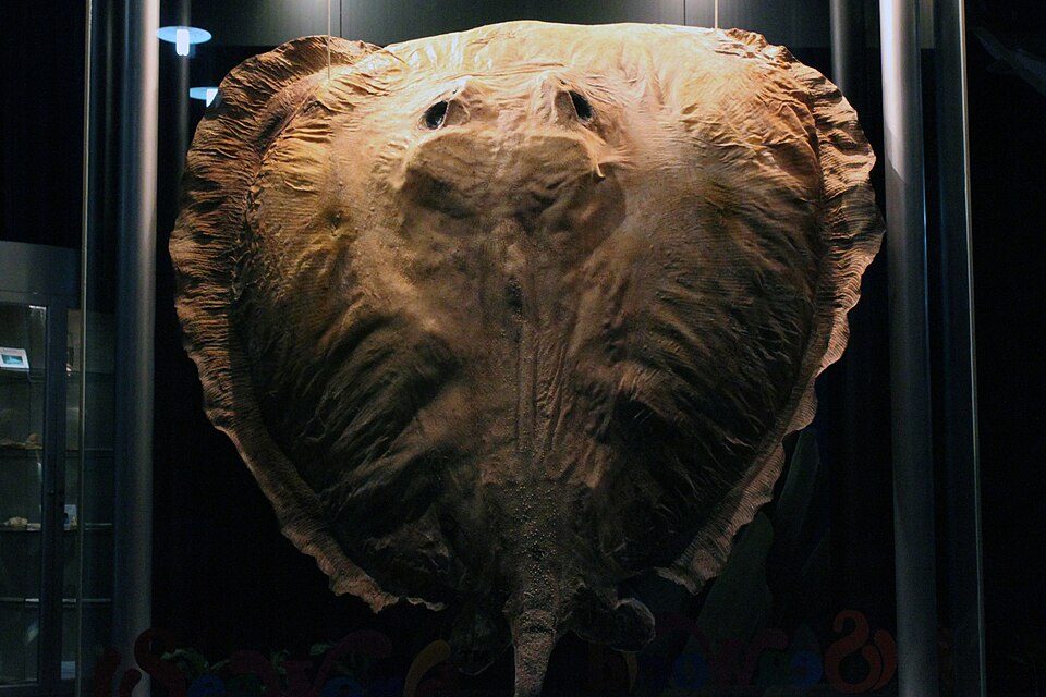 Preserved specimen of a Giant freshwater stingray 
