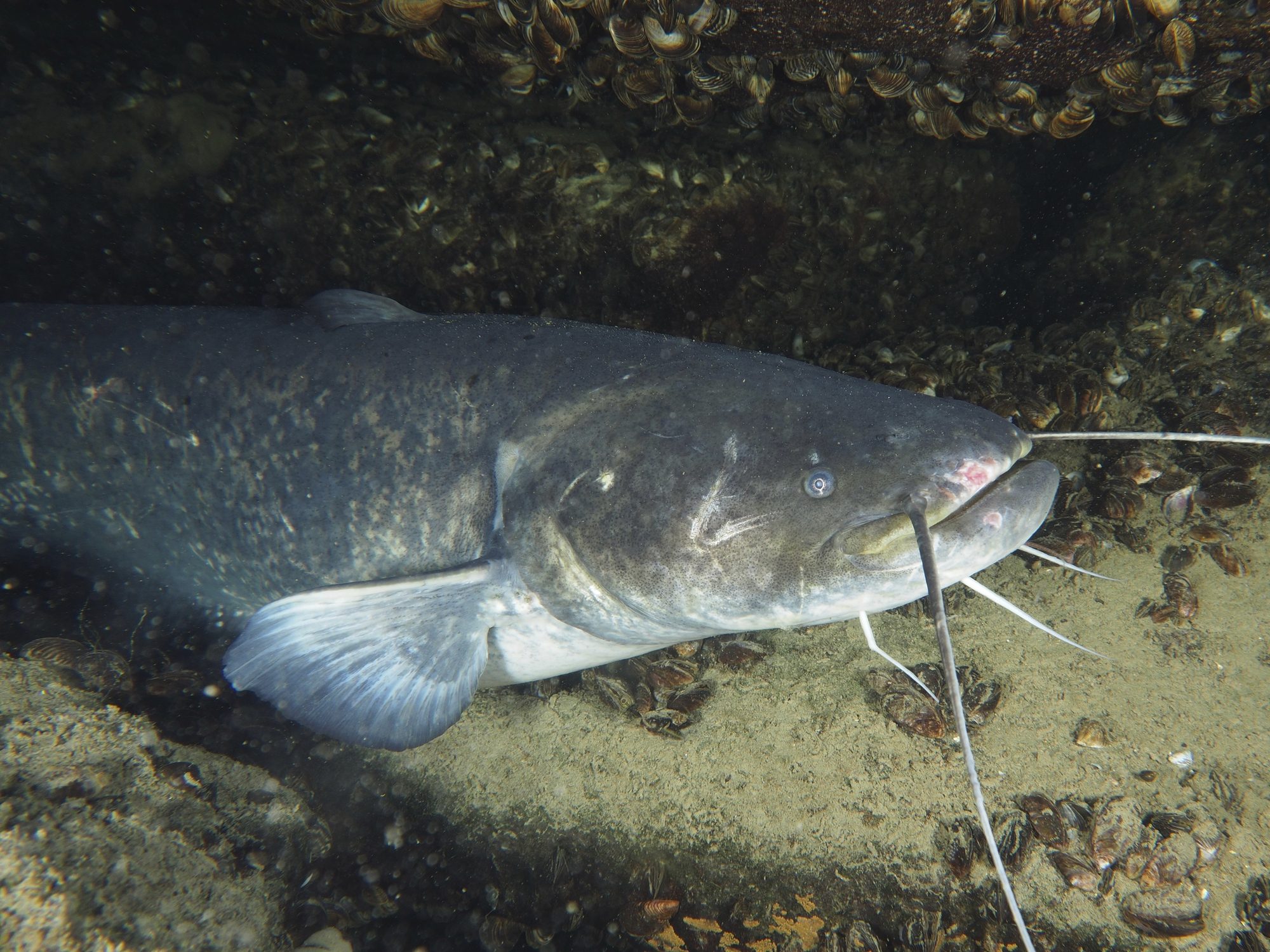 Large catfish (Silurus glanis), catfish, lying on the sandy underwater bottom 