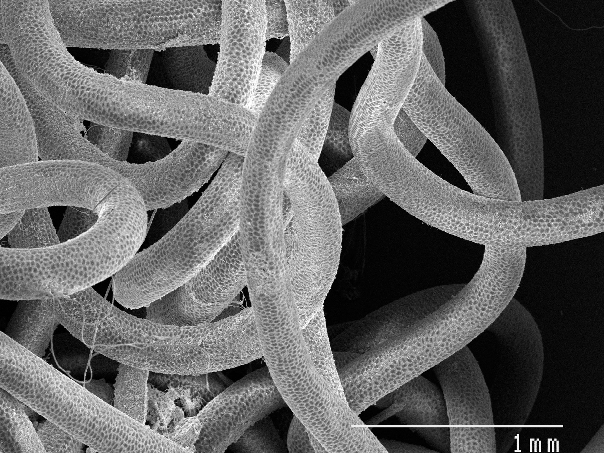 Horsehair worm parasite of grasshoppers Nematomorpha