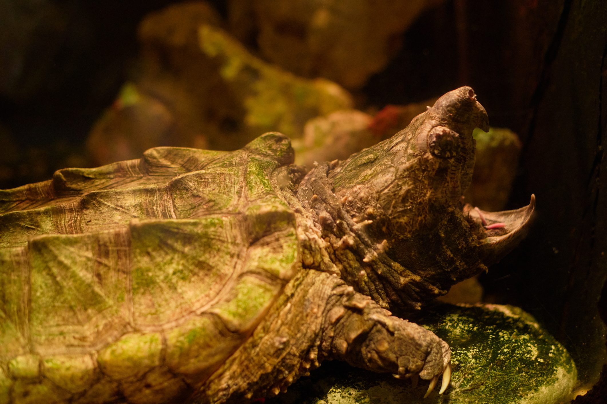 Alligator snapping turtle with open jaws on a mossy rock in a naturalistic habitat