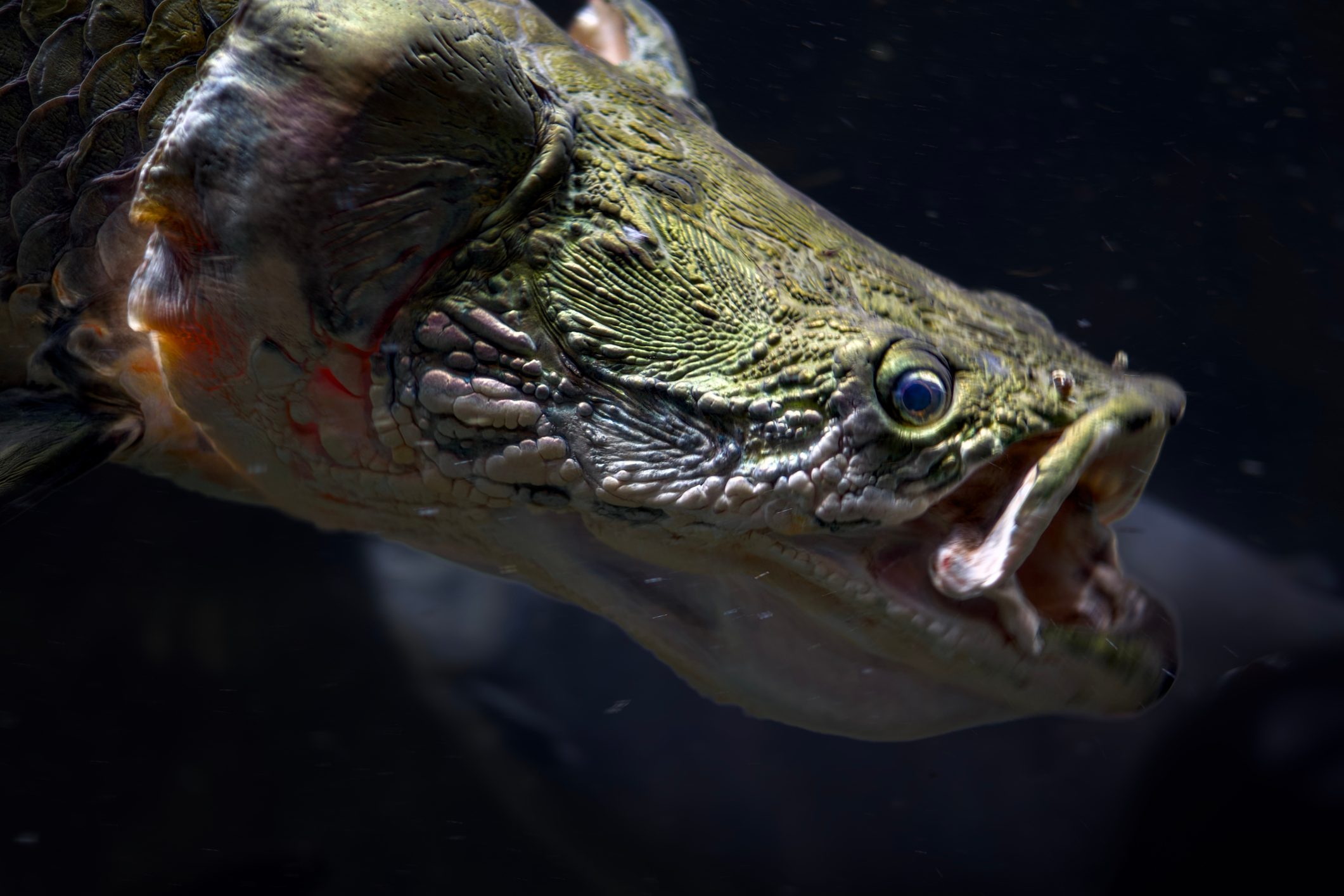 Close-up of an alligator gar swimming underwater