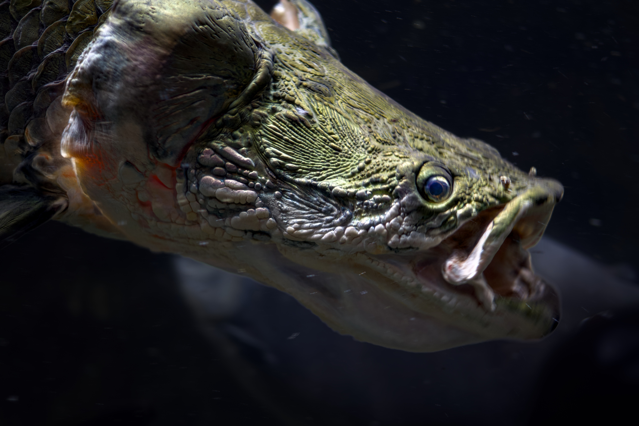 Close-up of an alligator gar swimming underwater