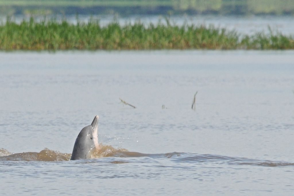 Tucuxi dolphin pokes head above water