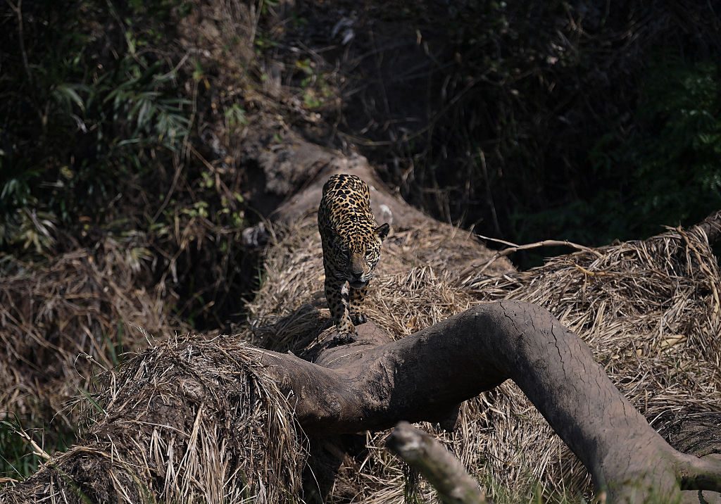 Jaguar walking up tree towards camera