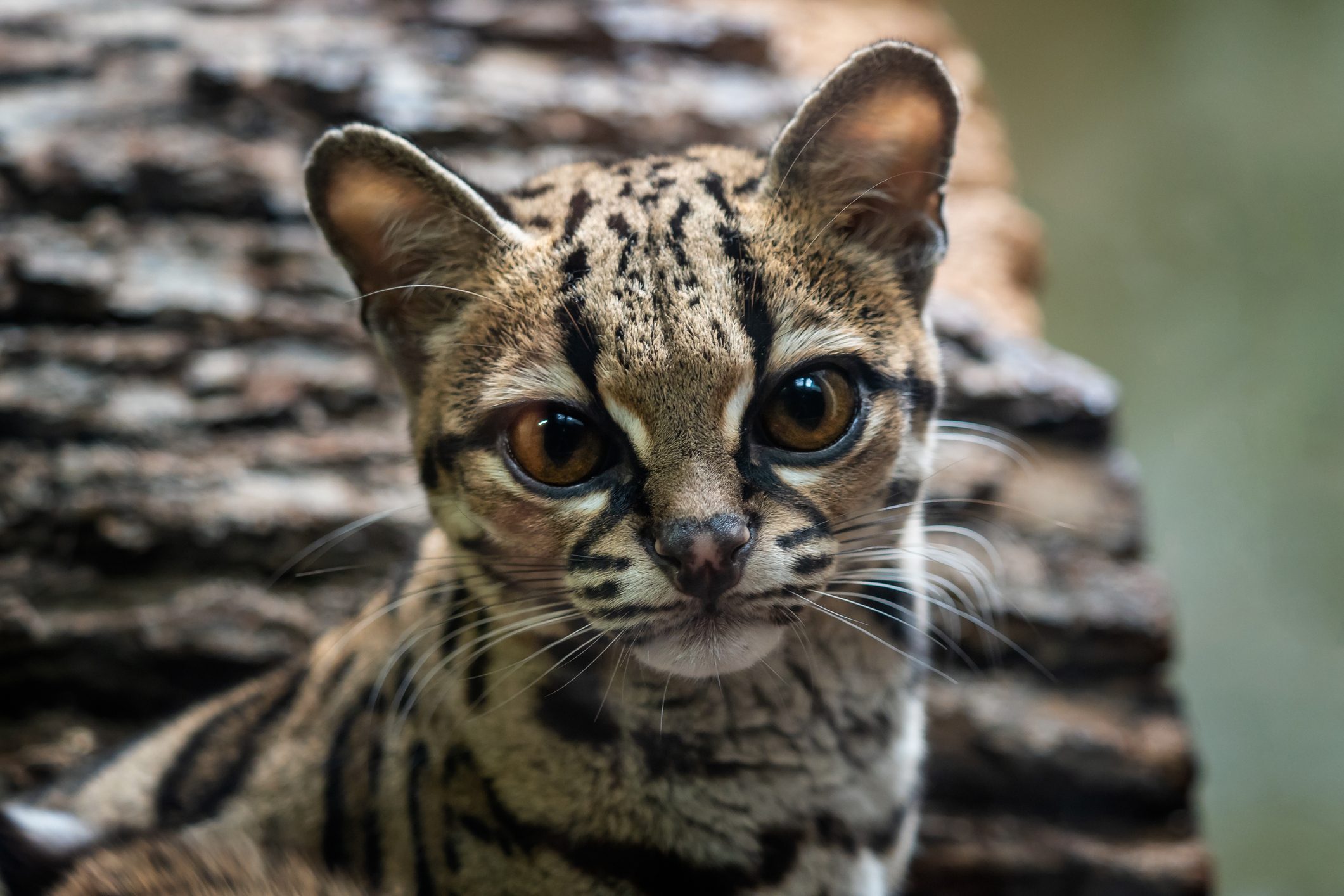 Close-up of margay 