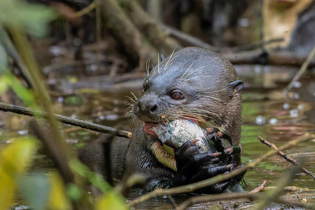 A giant otter eats a fish in Añangu Creek in Yasuni National Park in Amazonian Ecuador in a river