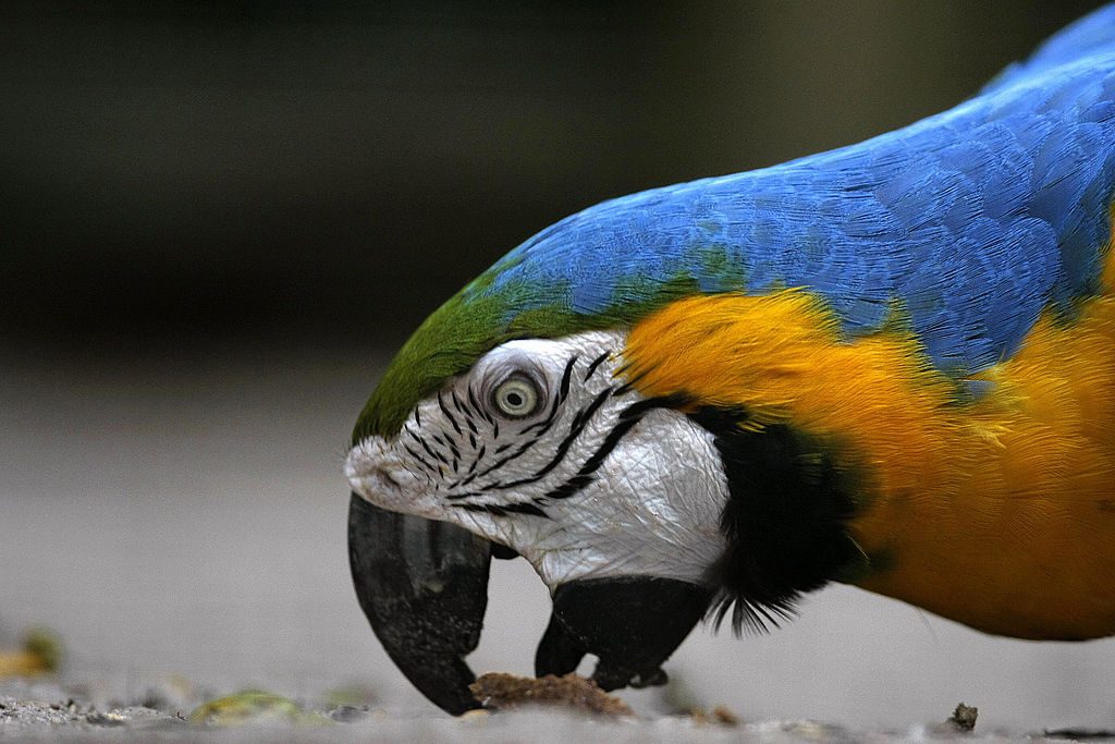 A blue and yellow macaw close-up eating