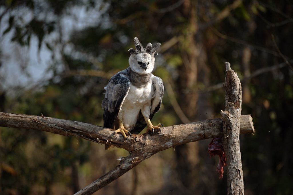Harpy eagle stood on a branch