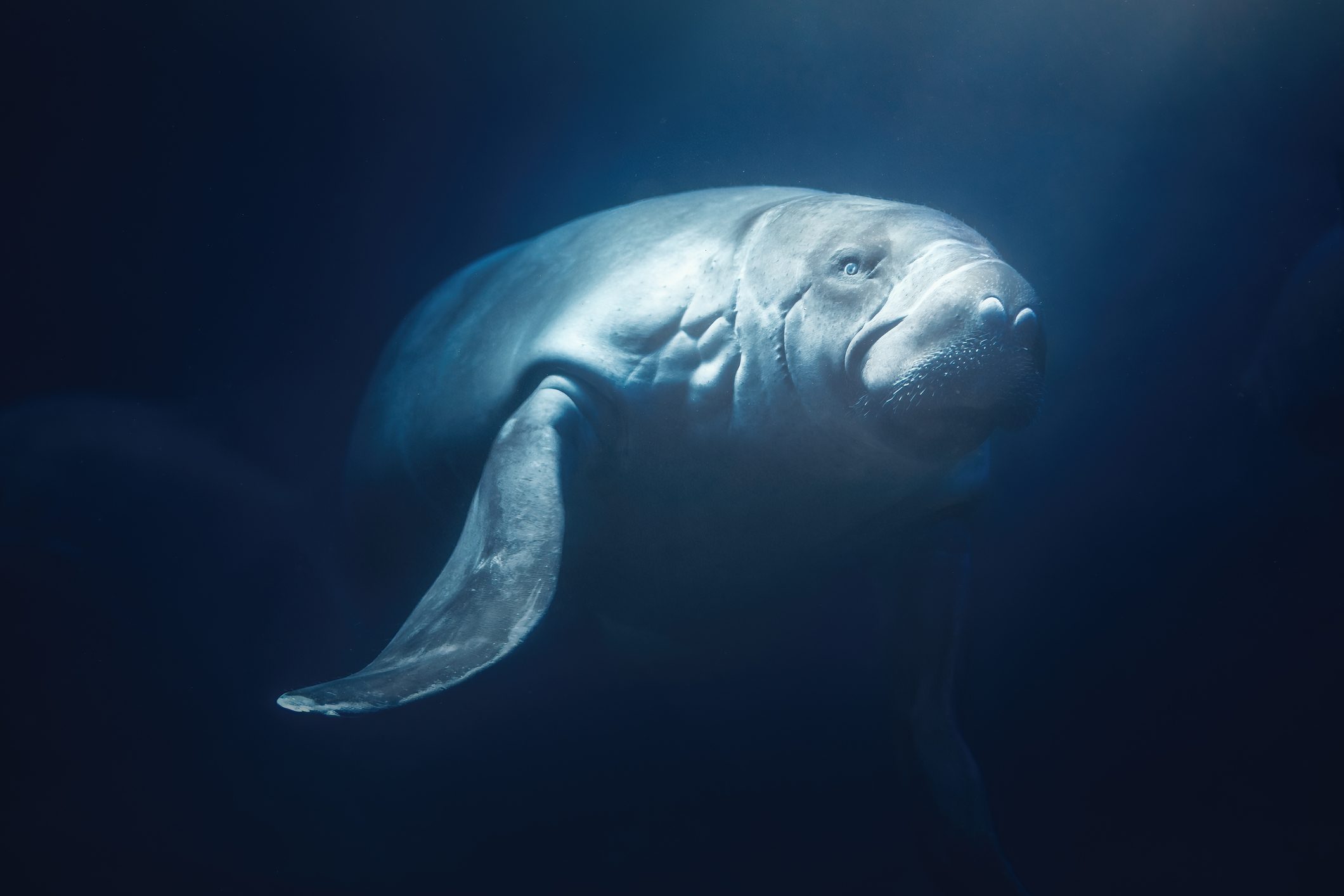 Amazon manatee underwater