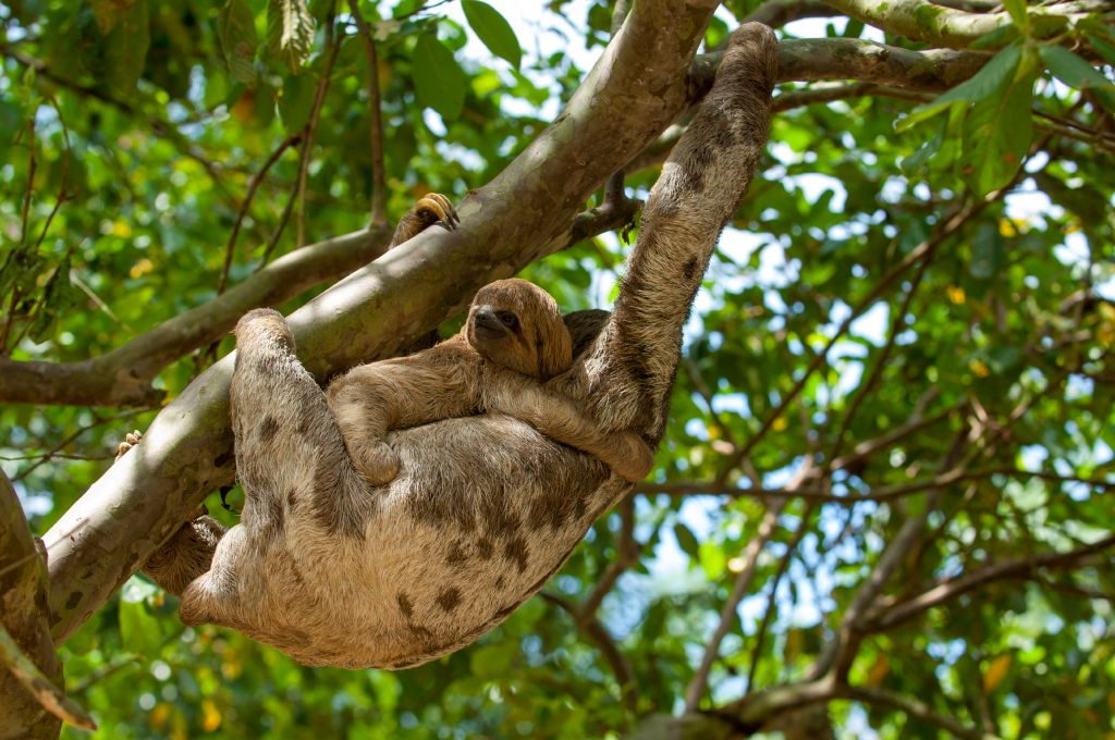 A Three-toed sloth (bradypus tridactylus) carrying a baby in a tree in the rain forest along the Ucayali River in the Peruvian Amazon River basin near Iquitos