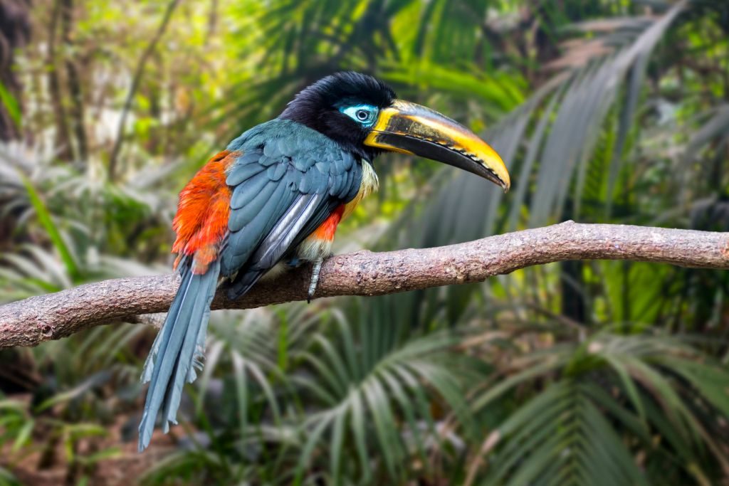 Chestnut-eared aracari  perched in tree