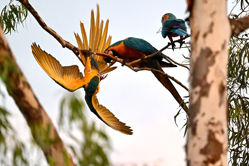 Blue-and-yellow macaws  are pictured on a tree in Alta Floresta