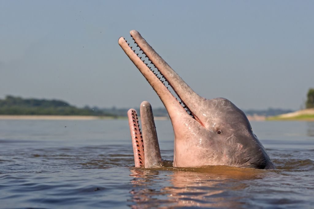 The pink river dolphin exhibiting the rare "spyhopping" behaviour – where a marine animal rises vertically in the water to lift their head above the surface 
