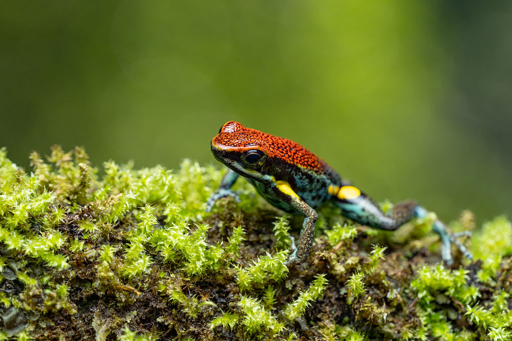 An Ecuador poison frog in the Napo River Basin on some moss