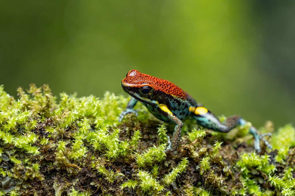 An Ecuador poison frog in the Napo River Basin on some moss