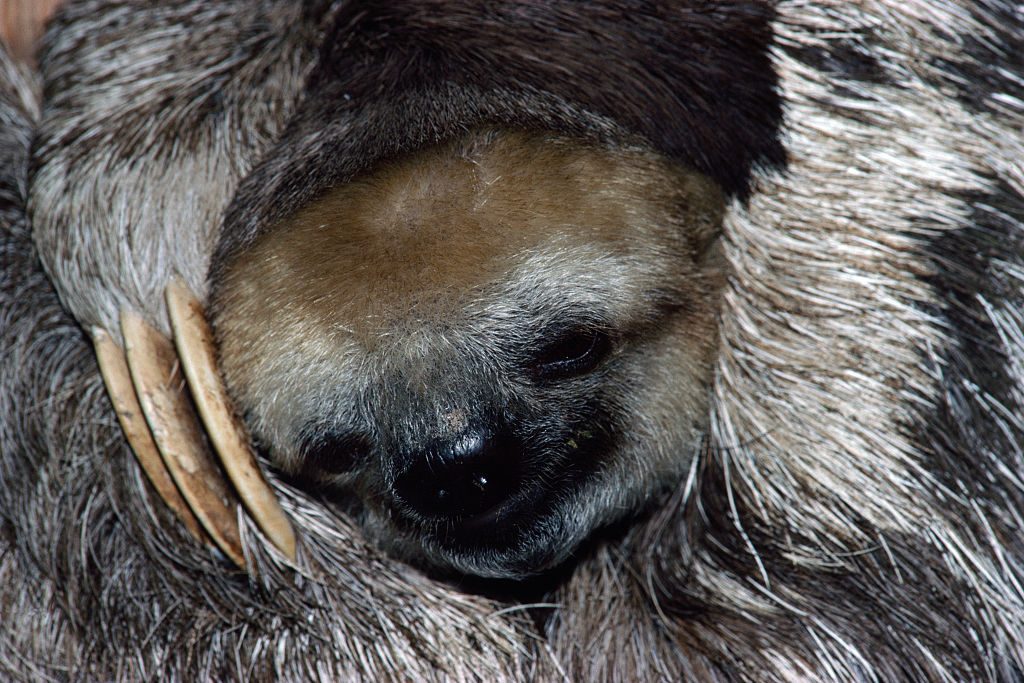Close-up of baby sloth
