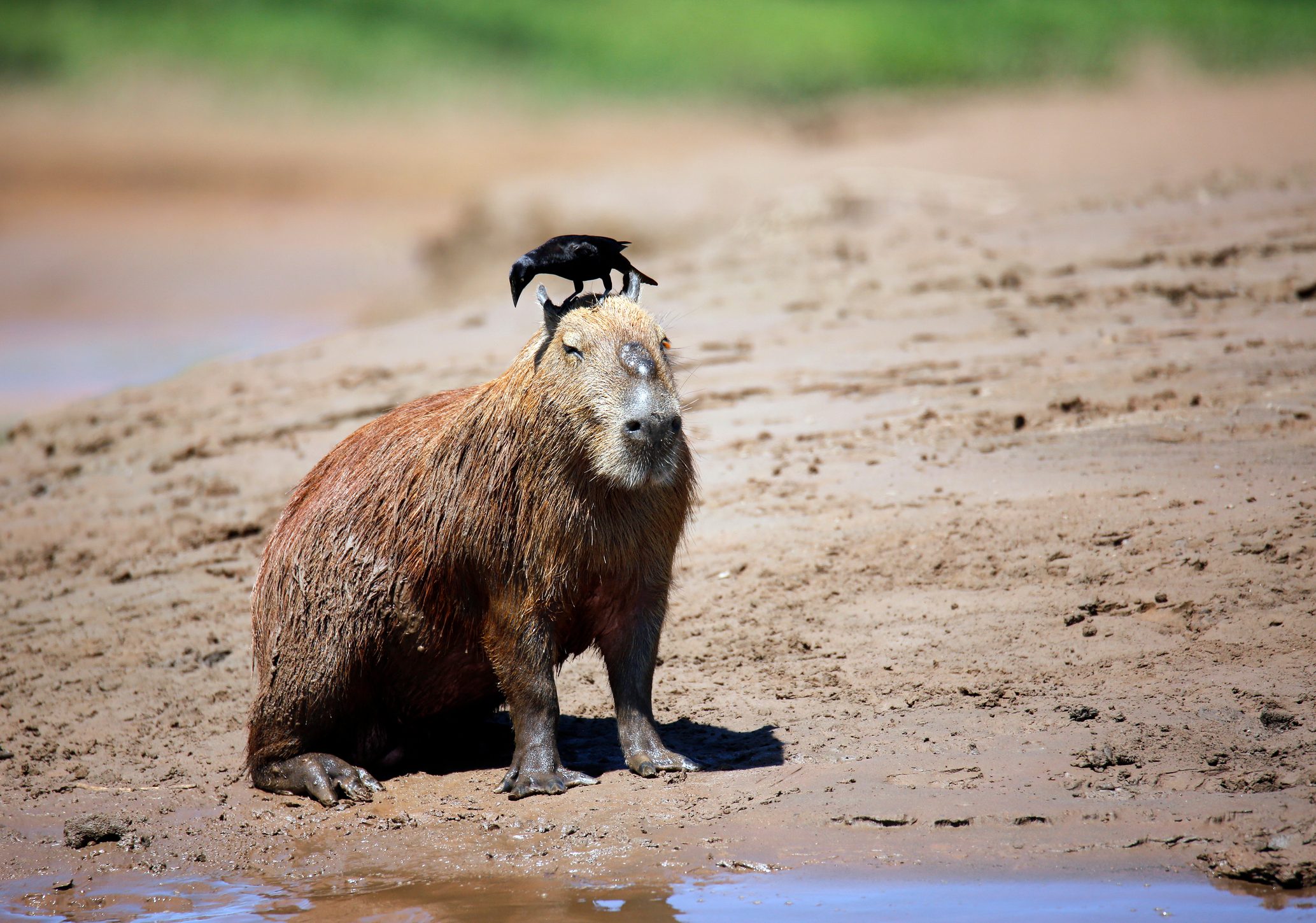 Capybara sitting on the River Bank, with a Bird on Its Head
