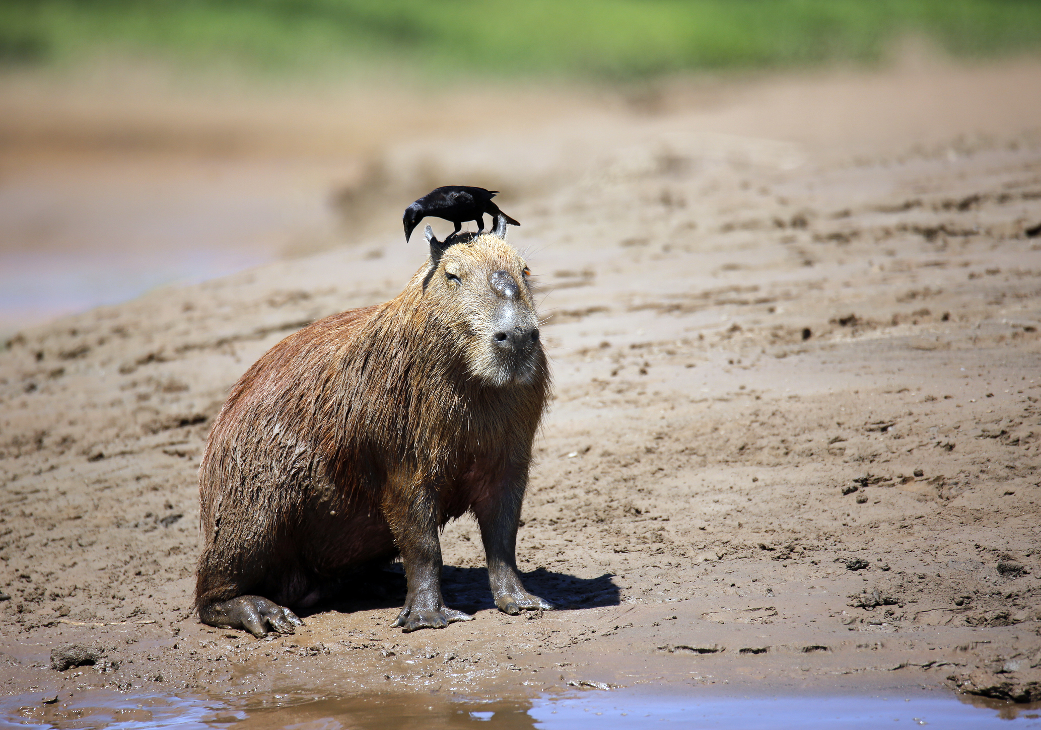 Capybara sitting on the River Bank, with a Bird on Its Head