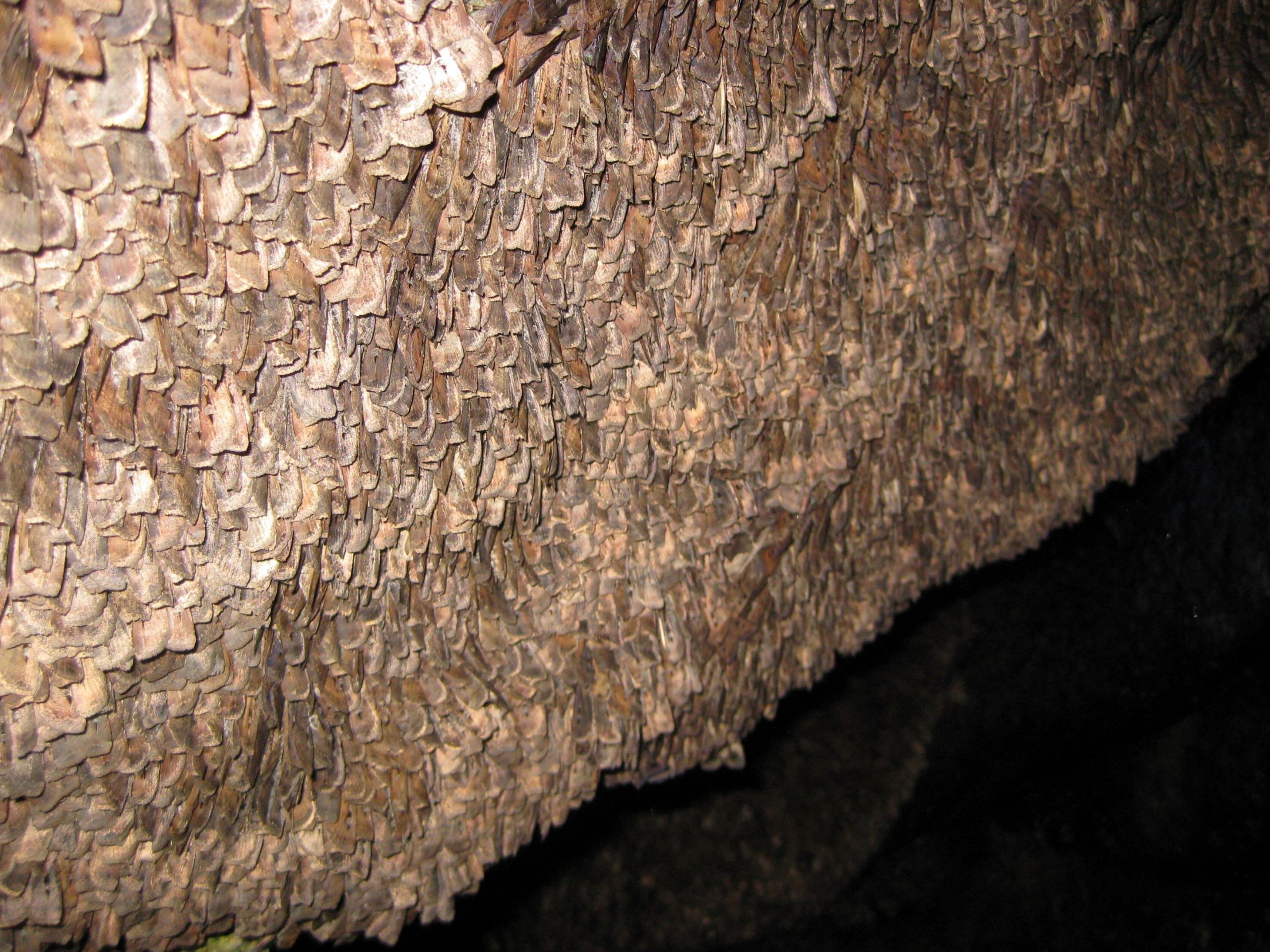 Bogong Moths on cave wall