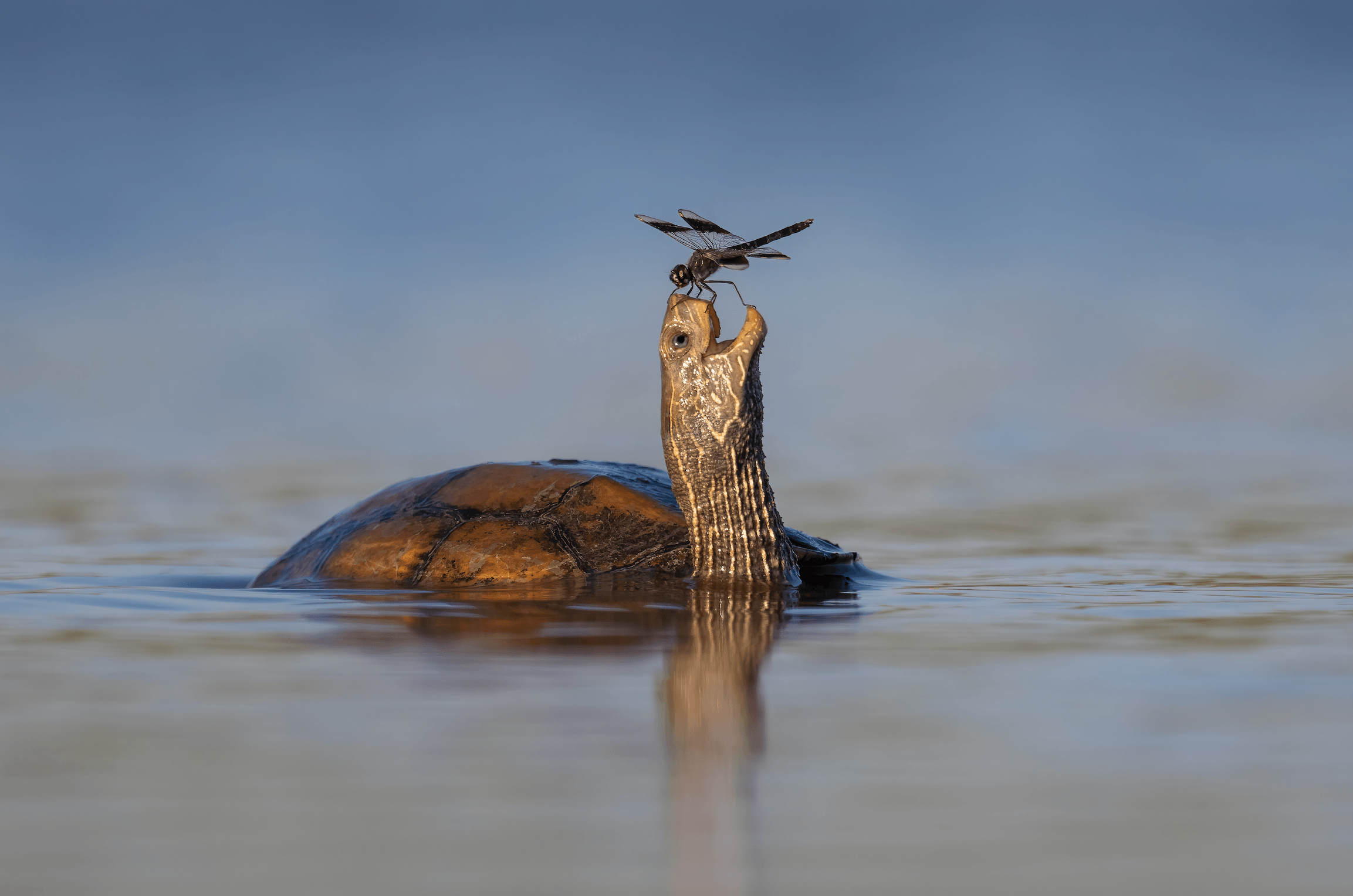 The Happy Turtle by Tzahi Finkelstein