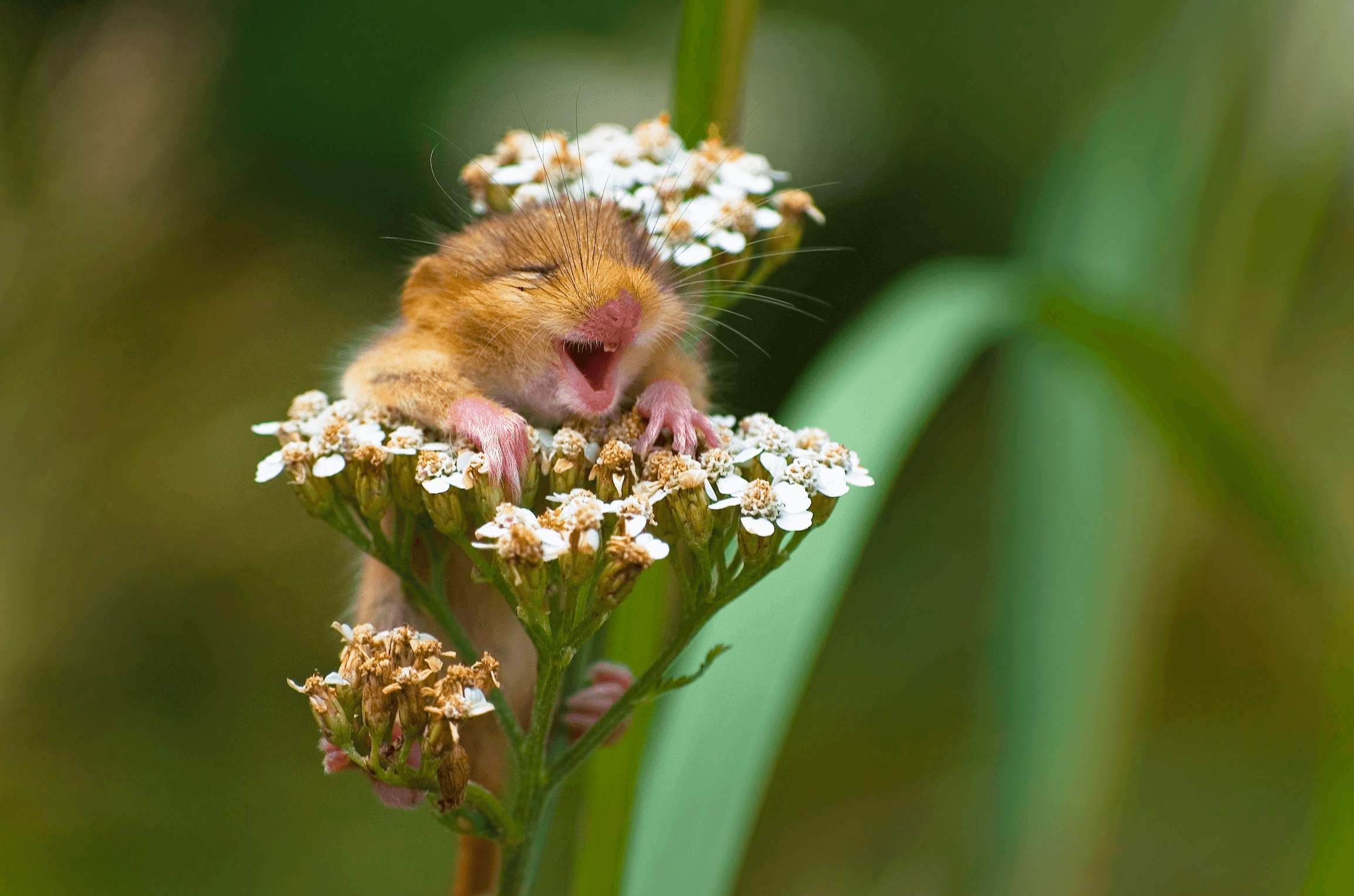 The Laughing Dormouse by Andrea Zampatti