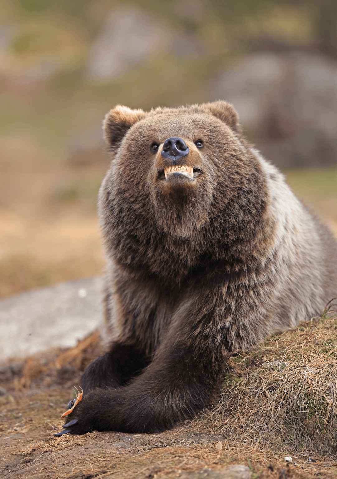 Smile, you're being photographed by Valtteri Mulkahaine