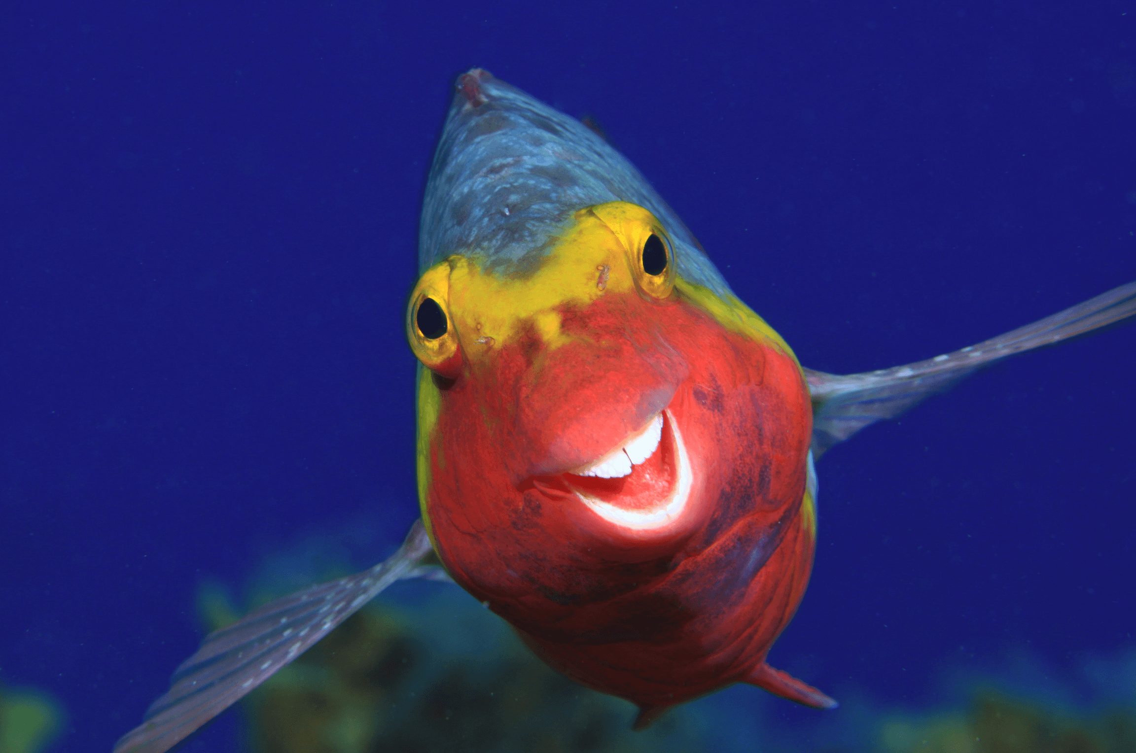 Smiley by Arturo J. Telle