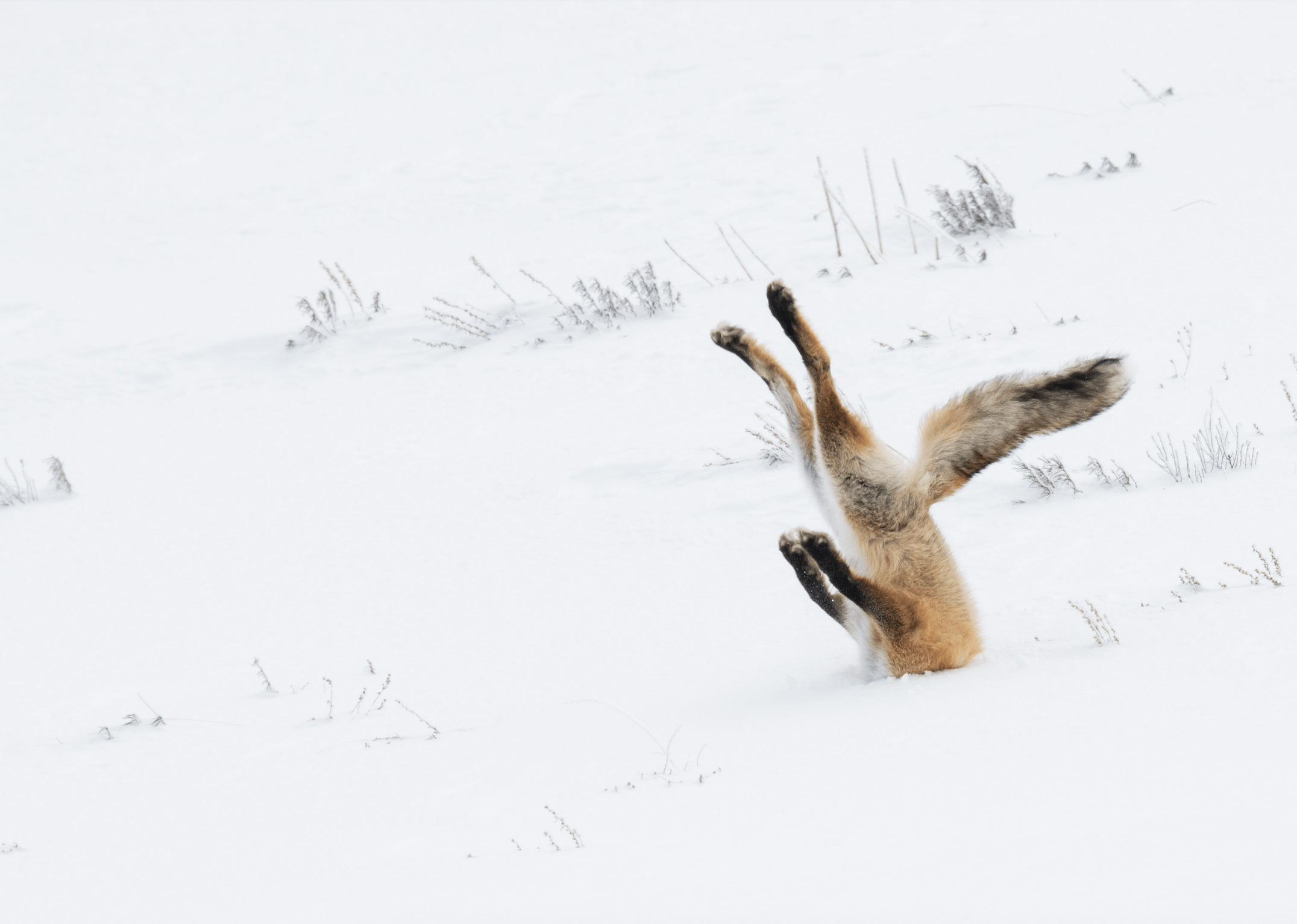 Diving Fox by Angela Bohlke
